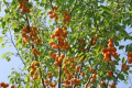 В Україні вже можна вирощувати абрикосу промислово, – експерт