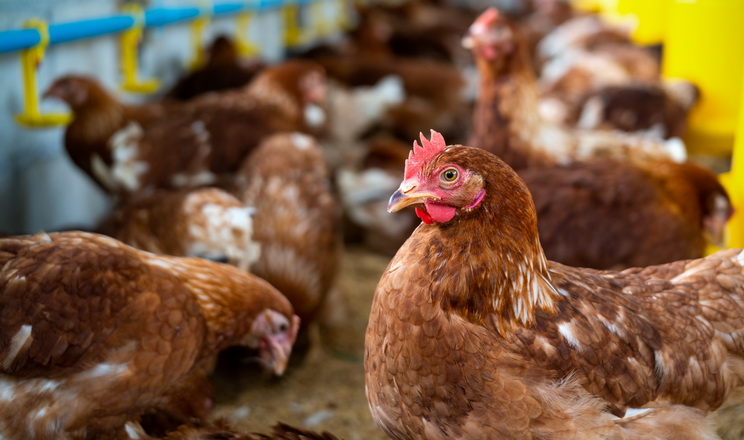 Ферментні препарати у раціонах із сорго покращують засвоєння амінокислот птицею