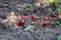 Мелітопольську черешню знищують у садах