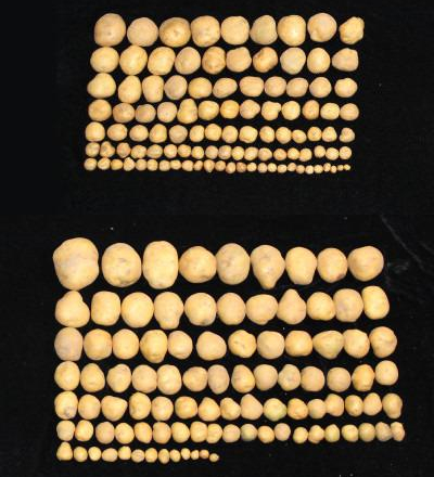 ГМО-картопля має удвічі більшу врожайність та стійкість до посухи