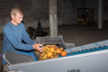 Кооператив на Одещині придбав сортувальну лінію для персиків та нектаринів