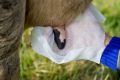 «Українська молочна компанія» не зціджує перші цівки перед доїнням корів