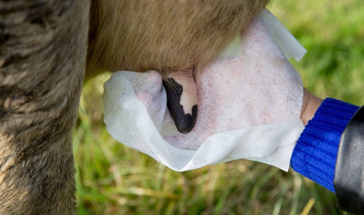 Виробники молока трьох деокупованих областей отримають допомогу від Швейцарії
