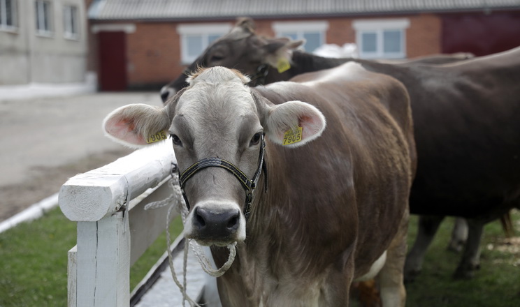 Збалансована кормова програма підтримує корів у транзитний період