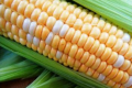 Урожайність солодкої кукурудзи оцінюють виповненими качанами