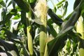 Аgricom Group очікує на підвищення врожайності  кукурудзи вдвічі