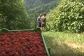 Сербські фермери збирають по 12 т/га літньої малини