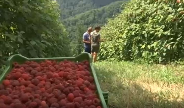 Сербські фермери збирають по 12 т/га літньої малини