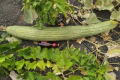 На Канарах виростили метровий огірок