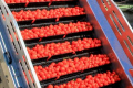 Виробники томатів на переробку орієнтуються на три параметра