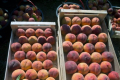 У Криму триває збирання врожаю персиків