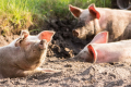 Як годують свиноматок перед осіменінням