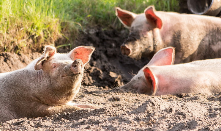 Безпечна профілактика теплового стресу у свиней