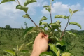 Плоди яблуні з насінням впливають на плодові й неплодові укорочені пагони