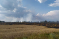 На Чернігівщині згоріло 55 га посівів пшениці