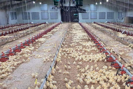 Дим допоможе виявити у пташнику непомітні щілини