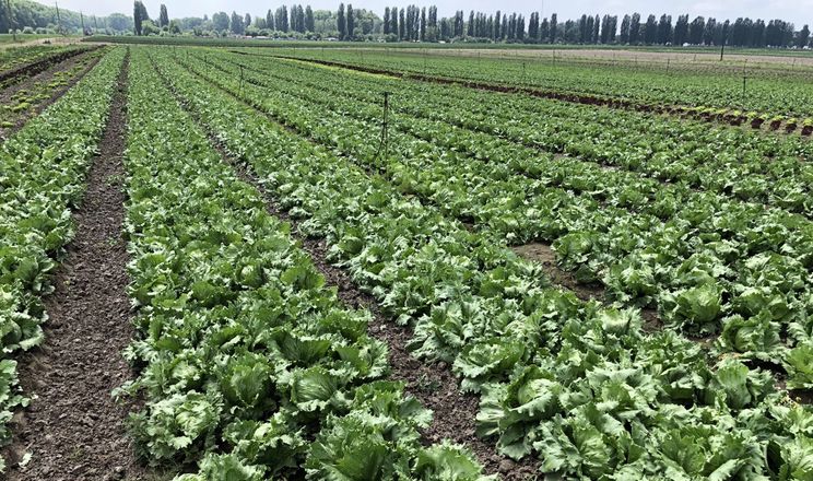 Червнева спека знищила в «Севен Філдз Фарм» 2 га салатів