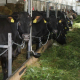 До проєкту «Сімейні молочні ферми» долучилося вже понад 630 інвесторів