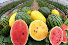 Світове виробництво кавунів досягло нового рекорду