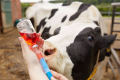 Першу вакцинацію корів від сказу роблять у шість місяців