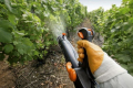 Захист виноградника від шкідників найефективнишій з екозаходами