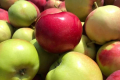 Продажі ранніх яблук стартували з минулорічних цін