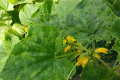 Зелена крапчаста мозаїка огірків найчастіше передається через насіння