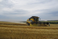 Якість зерна пшениці в AgroGeneration цього року на високому рівні