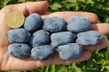 В Україні виростили найбільші в світі ягоди жимолості