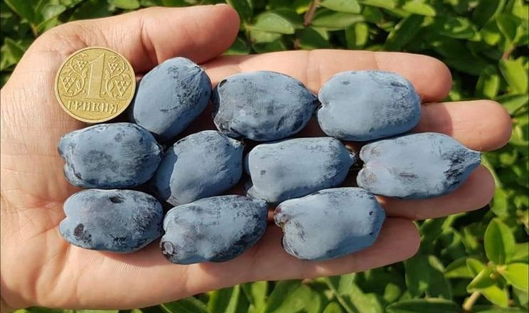 В Україні виростили найбільші в світі ягоди жимолості