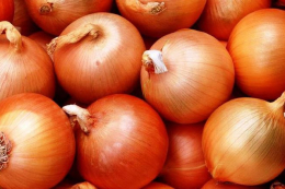 Після літнього граду цибуля «Волі» добре зберігається