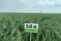 Урожайність ріпаку ЕС Ритмо від Lidea істотно перевищує середню по області