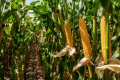 Кукурудзу в монокультурі ФГ «Світанок» на Сумщині вирощує на болотистих полях