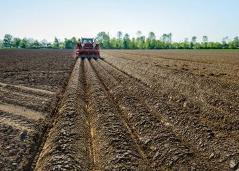 Для збереження вологи ґрунт під картоплю не орють