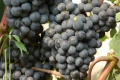 Одеський виноград дає стабільну продуктивність на півночі