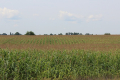 Вирощування кукурудзи на Поліссі ускладнюють пізні весняні заморозки