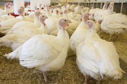 За 2 місяці підприємства забили 357,7 тис. голів індиків