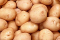 Вітчизняний сорт картоплі дав рекордний врожай
