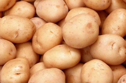 Українська картопля у найближчій перспективі може стати експортним продуктом
