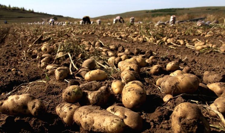 Можливе подвоєння світового вирощування картоплі за 10 років