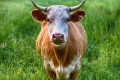 Зараження корів на телязіоз відбувається в теплу пору