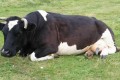 Корови-меланхоліки важко пристосовуються до умов середовища