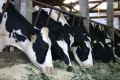 Сода допоможе стабілізувати ферментацію в рубці корів