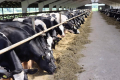 Яких мінеральних речовин потребує корова до і після отелення