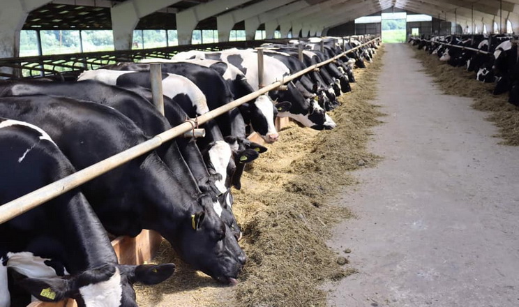 Правильне охолодження корів у місцях утримання сприяє підвищенню надоїв