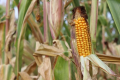 За збирання кукурудзи слід враховувати її середньодобову вологовіддачу