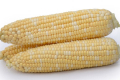Цукрова кукурудза більш уразлива до шкідників