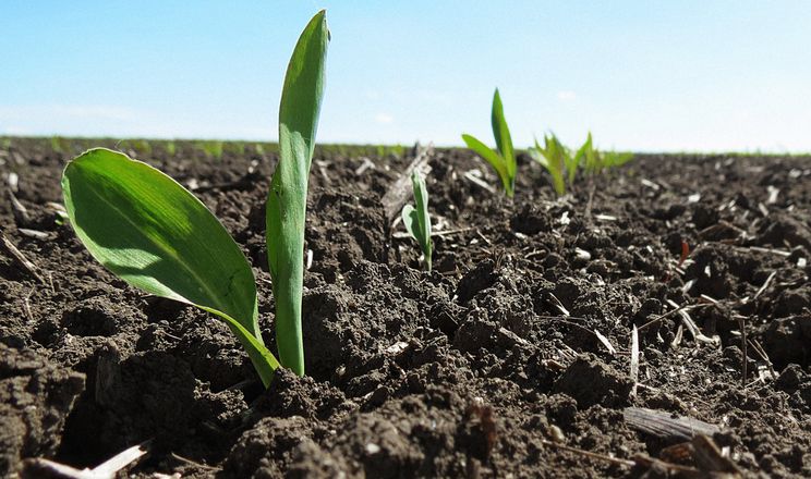 Суперсолодка кукурудза приваблює шкідників ще на стадії розсади
