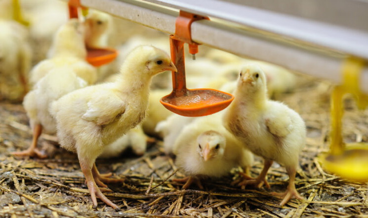 Пилоподібний корм до 19% знижує споживання поживних речовин курчатами