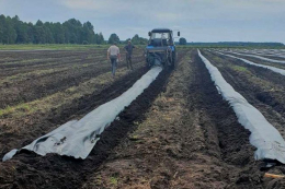 Структура ґрунту для лохини важливіша за кількість добрив